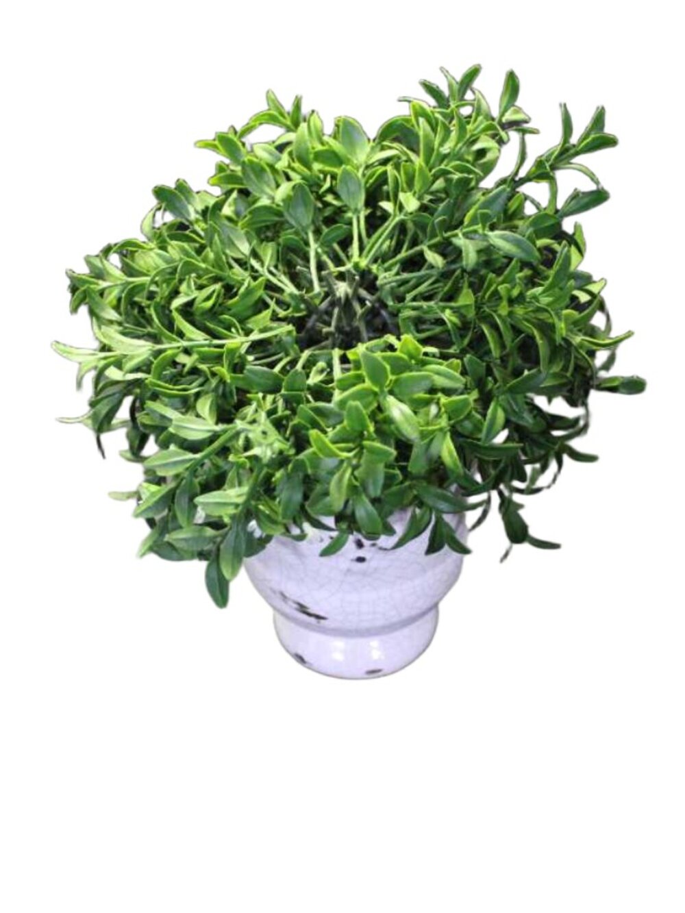 Artificial Boxwood Topiary Tree Faux Green Plant In Potted for Indoor Home Decor